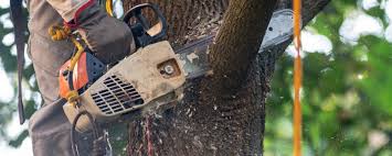 Best Soil Testing and Treatment  in Batesburg Leesville, SC
