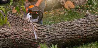 How Our Tree Care Process Works  in  Batesburg Leesville, SC