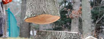Batesburg Leesville, SC Tree Care Company