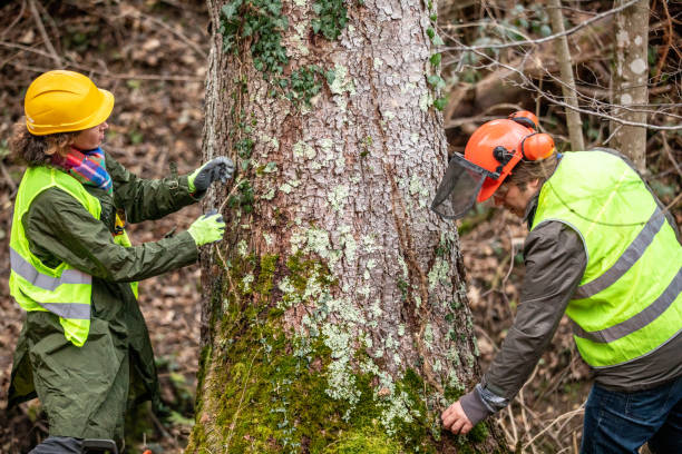 Seasonal Cleanup (Spring/Fall) in Batesburg Leesville, SC