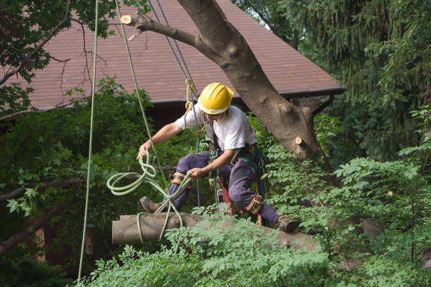 Best Aeration Services  in Batesburg Leesville, SC