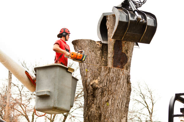 Best Seasonal Cleanup (Spring/Fall)  in Batesburg Leesville, SC